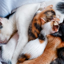 4 Un pas en arrière